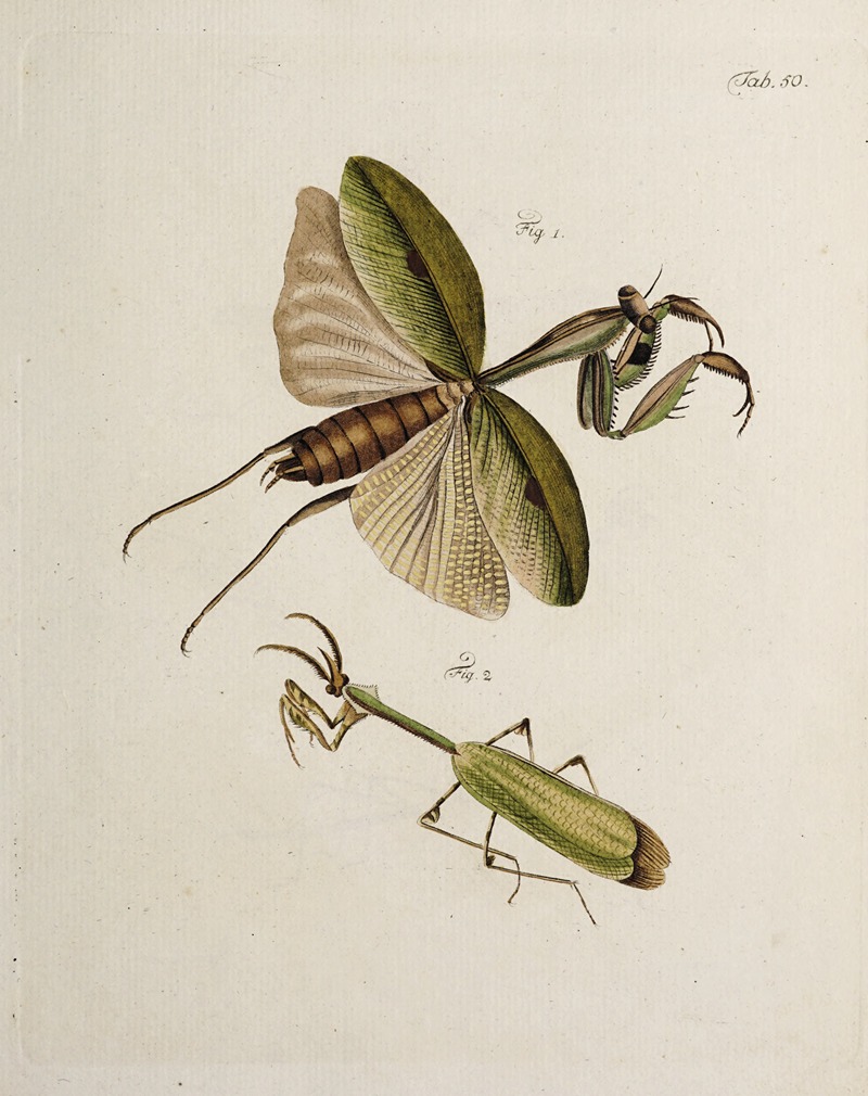 Johann Caspar Fuessli - Archives de l’histoire des insectes Pl.45