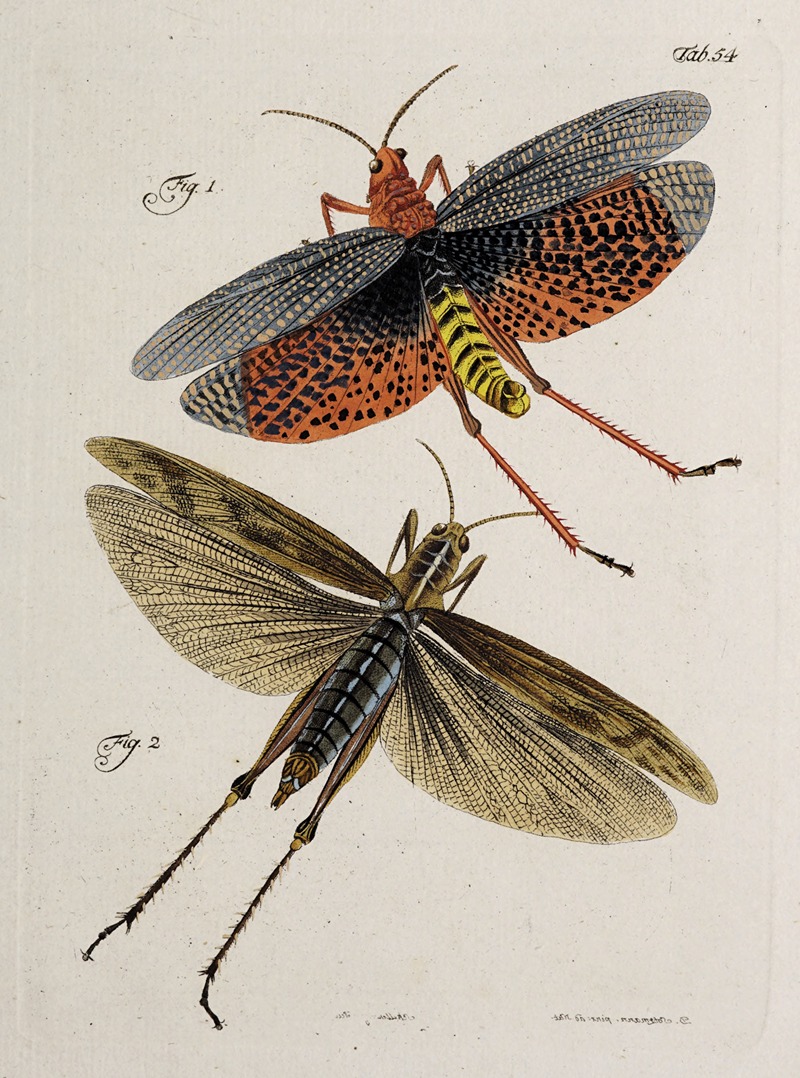 Johann Caspar Fuessli - Archives de l’histoire des insectes Pl.49