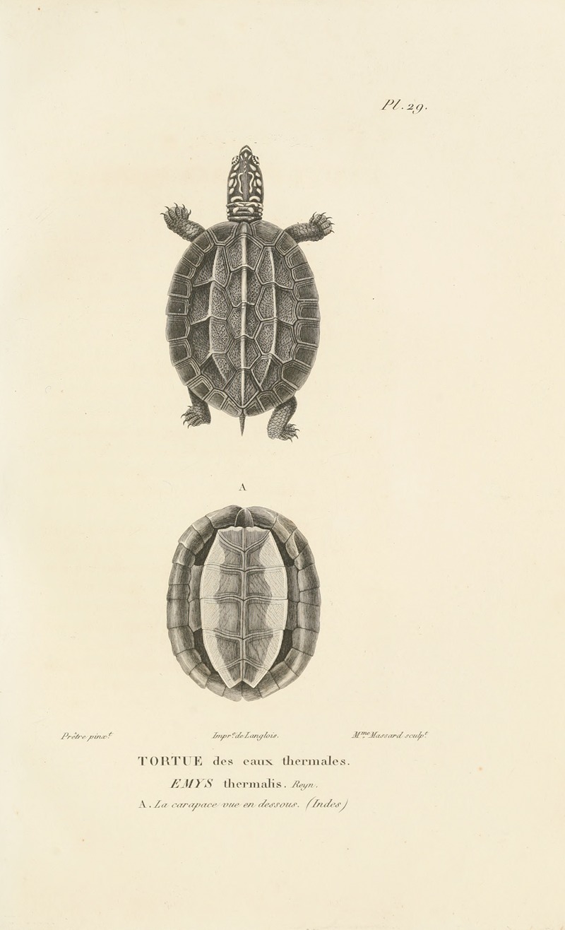 René-Primevère Lesson - Centurie zoologique Pl.29