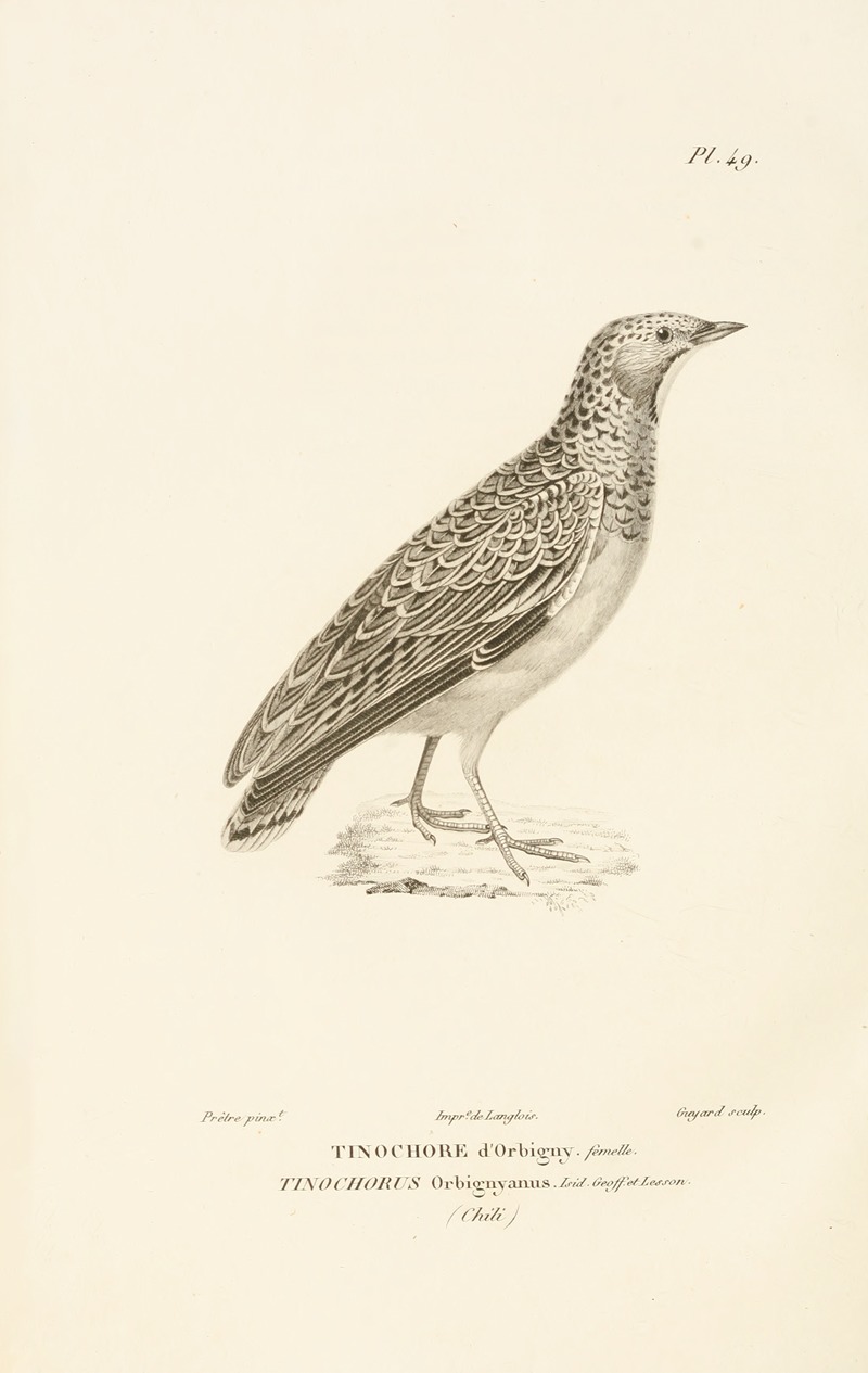 René-Primevère Lesson - Centurie zoologique Pl.49