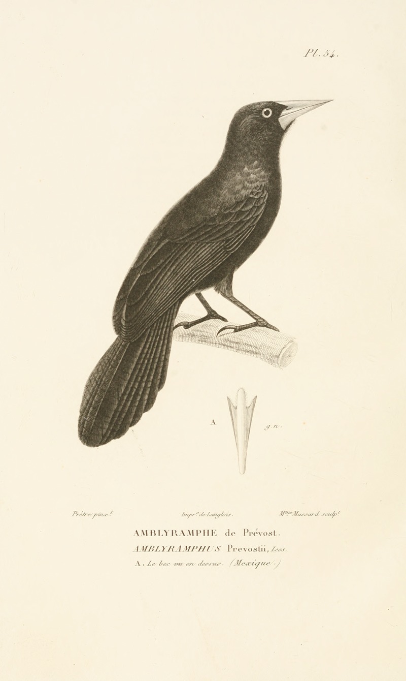 René-Primevère Lesson - Centurie zoologique Pl.54