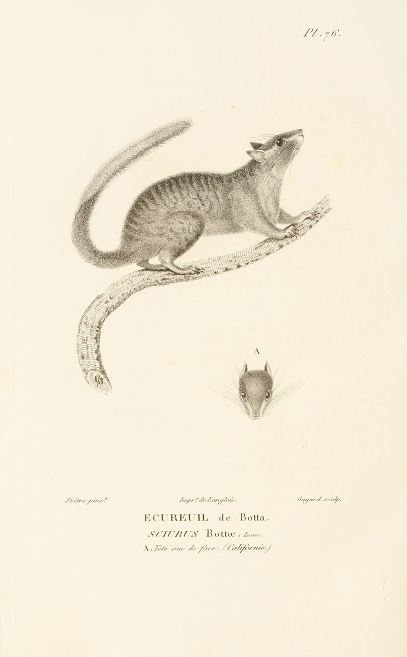 René-Primevère Lesson - Centurie zoologique Pl.75
