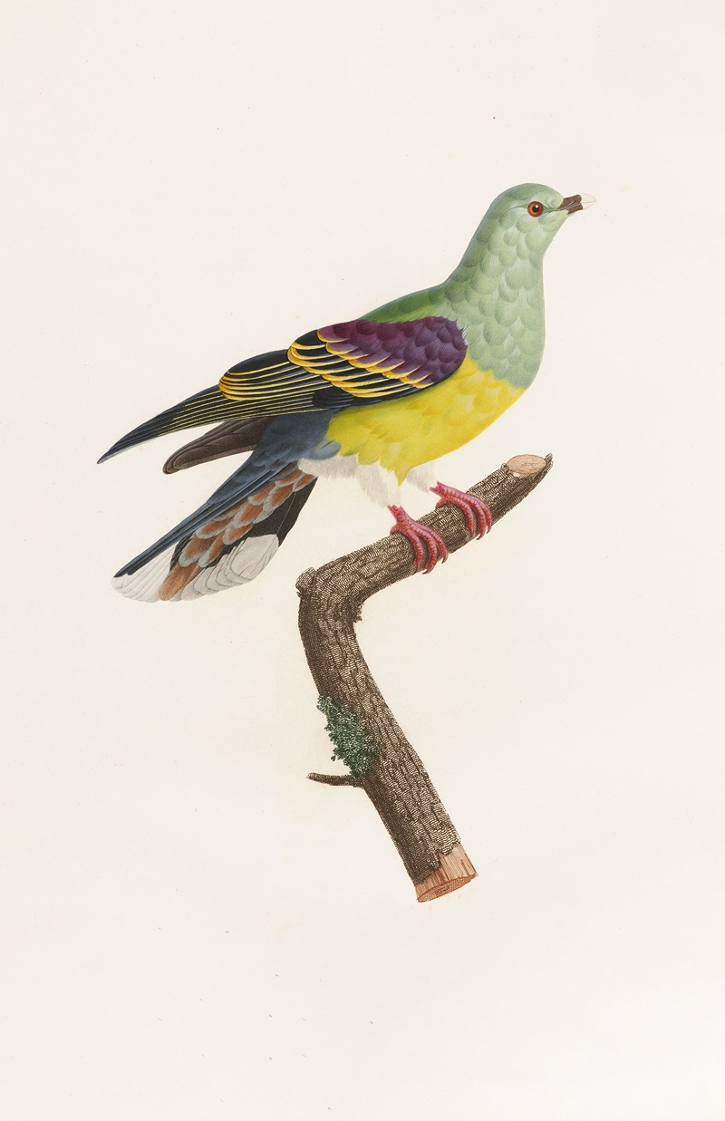 Les pigeons Pl.08 by Coenraad Jacob Temminck - Artvee