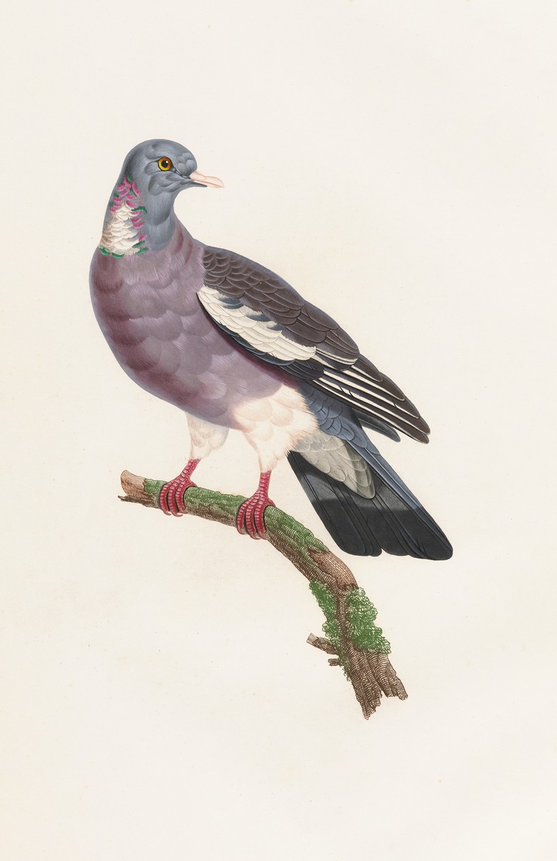 Coenraad Jacob Temminck - Les pigeons Pl.13
