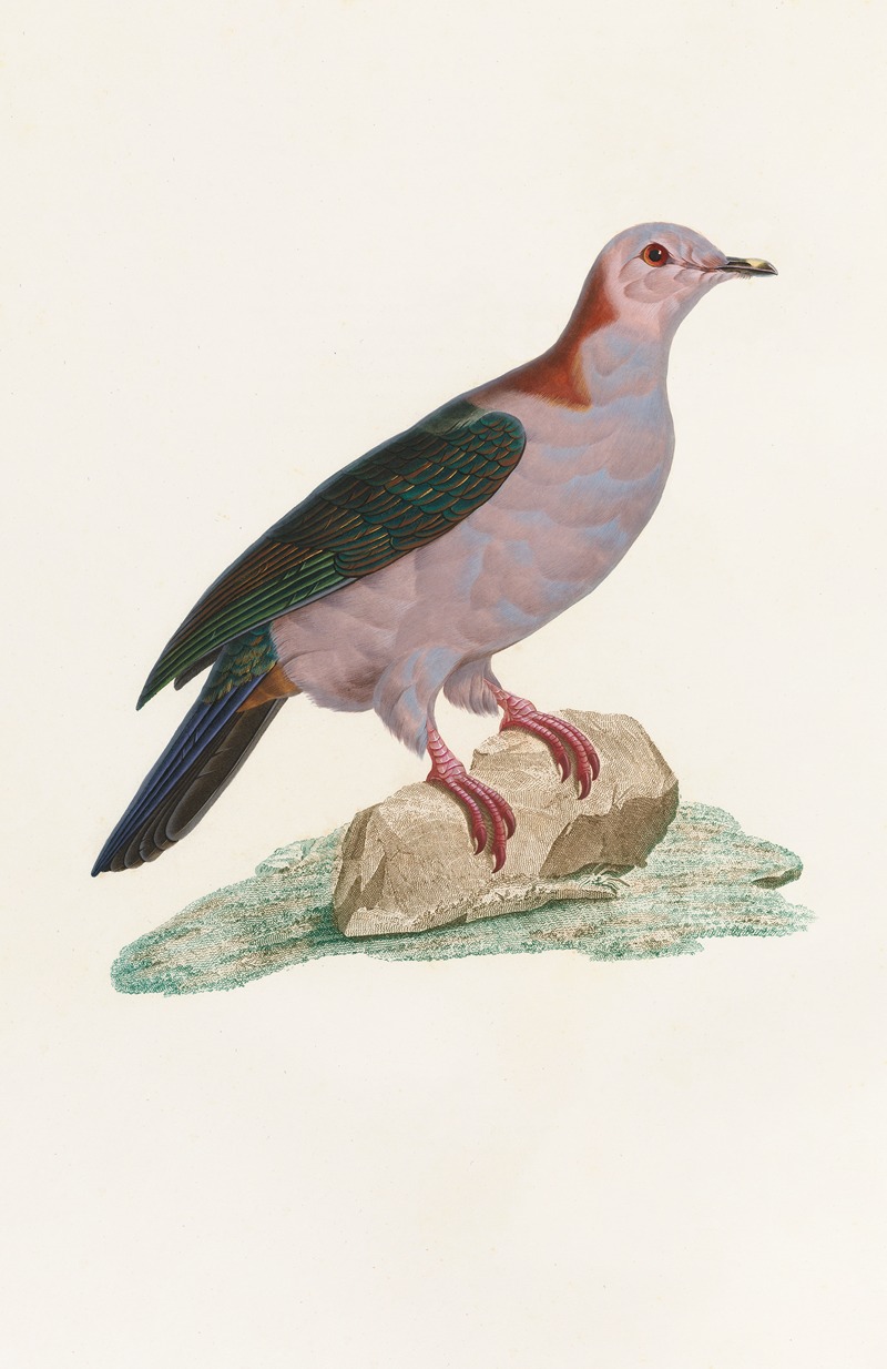 Coenraad Jacob Temminck - Les pigeons Pl.14