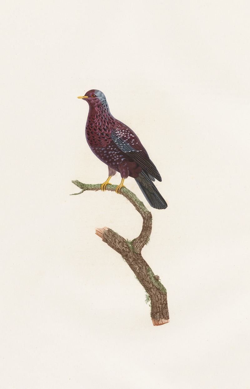 Coenraad Jacob Temminck - Les pigeons Pl.16