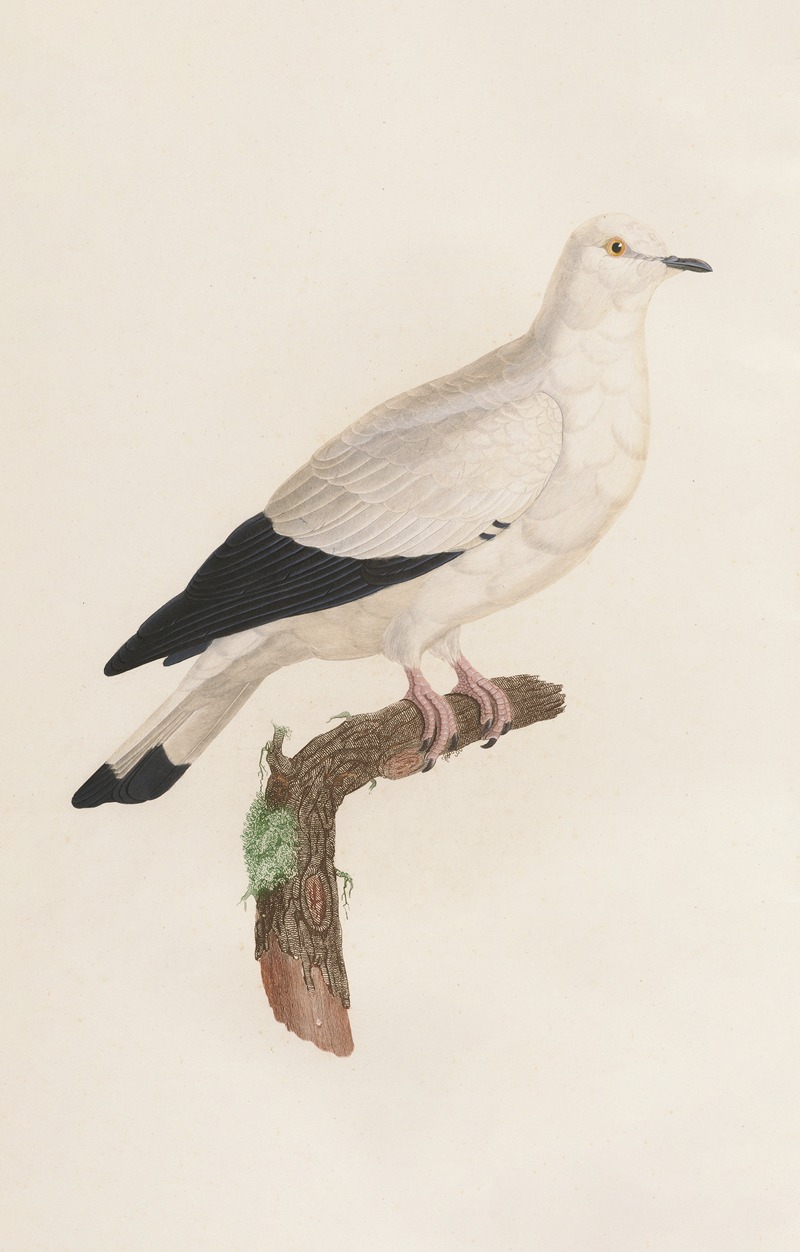 Coenraad Jacob Temminck - Les pigeons Pl.18