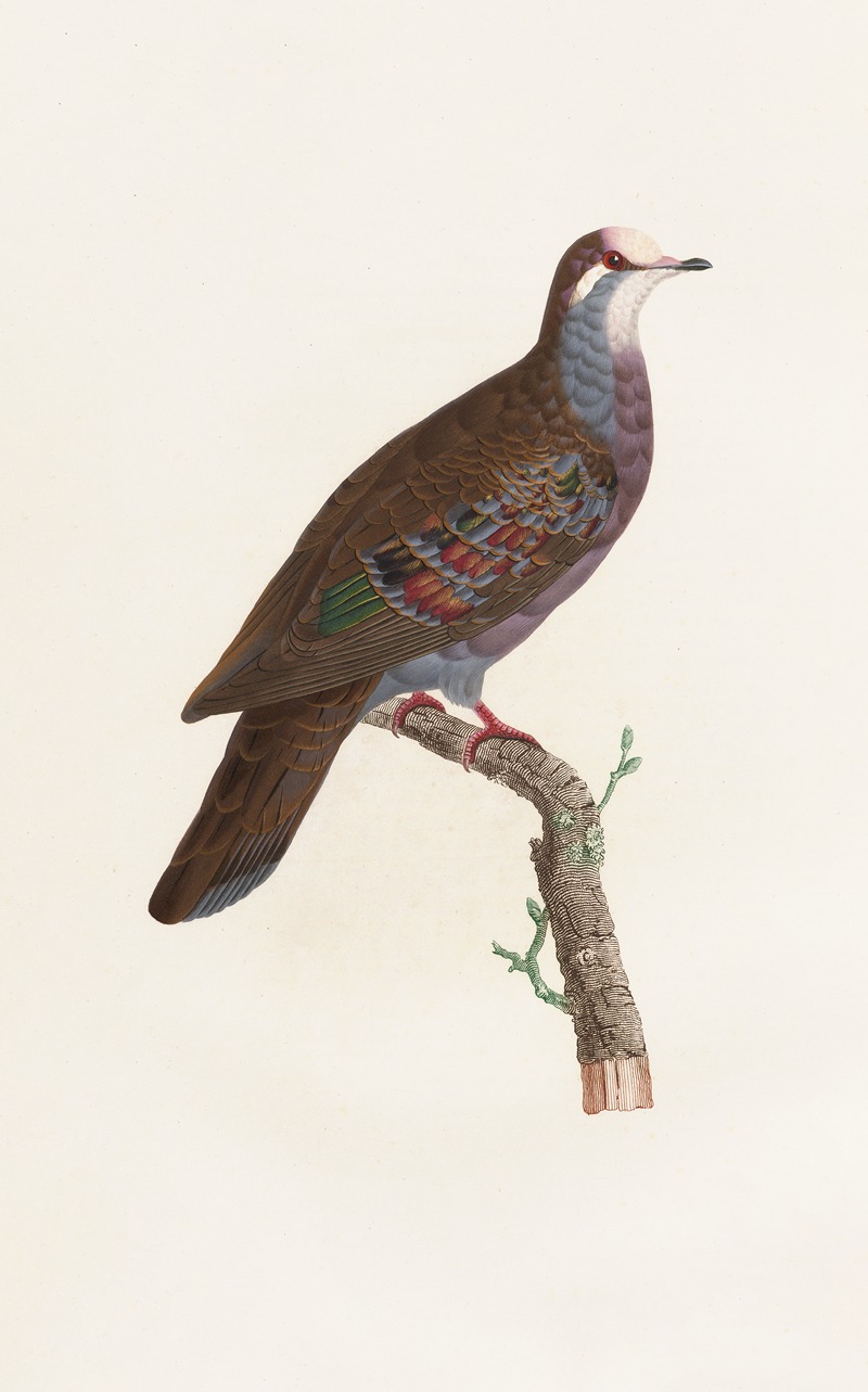 Coenraad Jacob Temminck - Les pigeons Pl.19