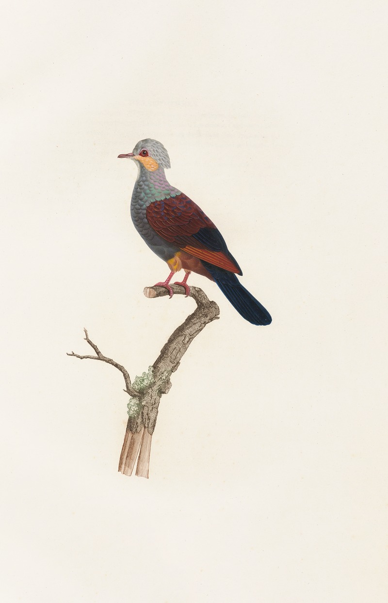 Coenraad Jacob Temminck - Les pigeons Pl.20