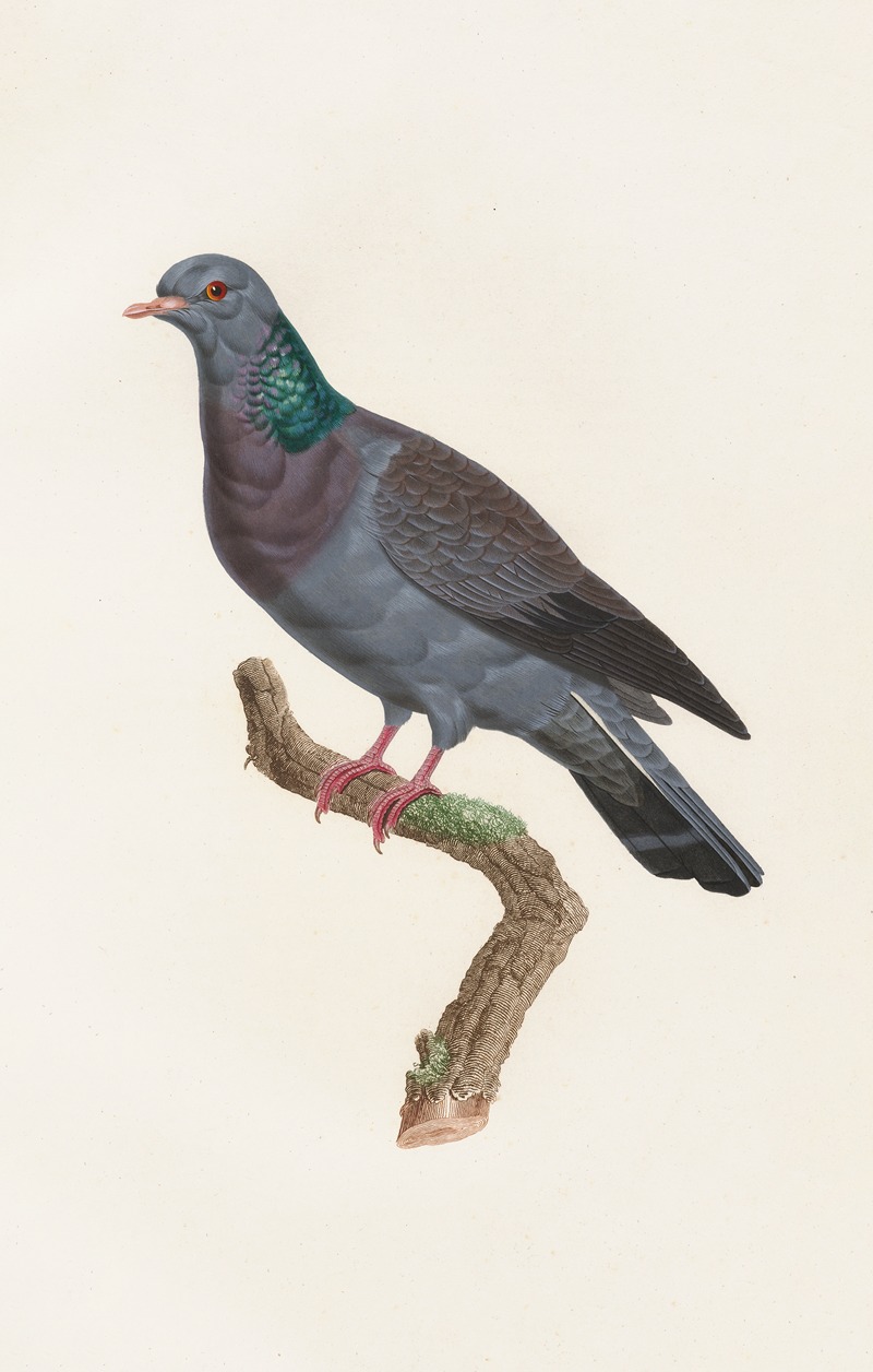 Coenraad Jacob Temminck - Les pigeons Pl.22