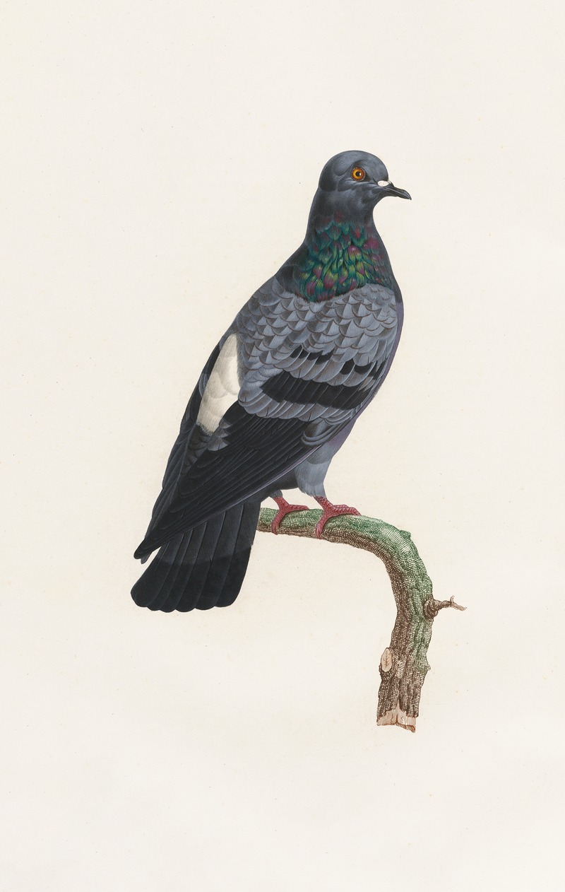 Coenraad Jacob Temminck - Les pigeons Pl.23