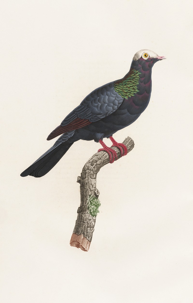 Coenraad Jacob Temminck - Les pigeons Pl.24