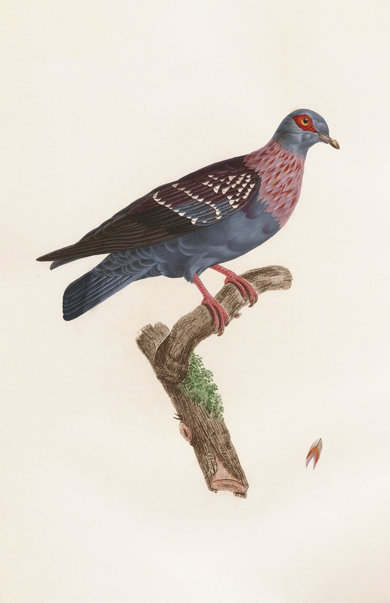 Coenraad Jacob Temminck - Les pigeons Pl.27