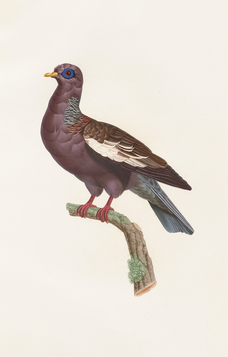 Coenraad Jacob Temminck - Les pigeons Pl.29