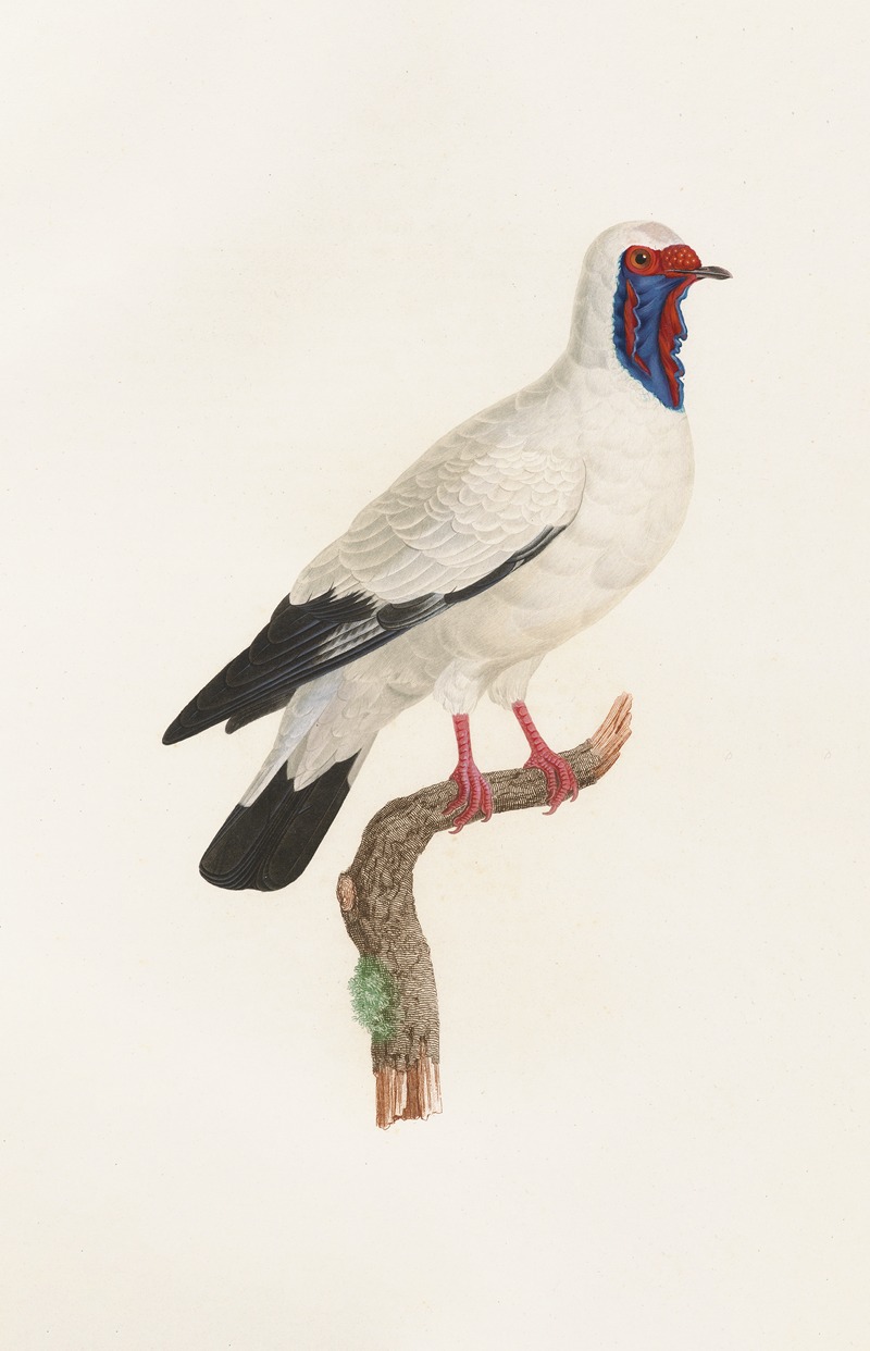 Coenraad Jacob Temminck - Les pigeons Pl.32