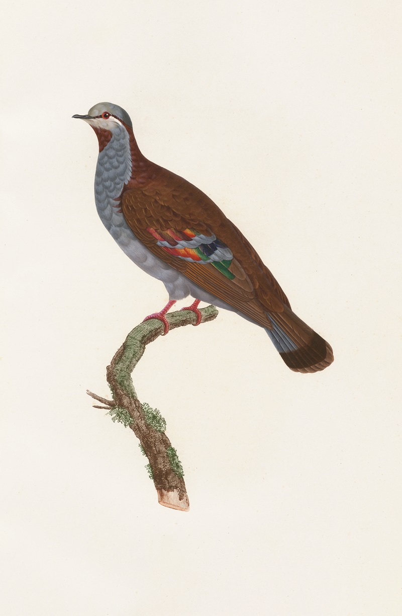 Coenraad Jacob Temminck - Les pigeons Pl.33
