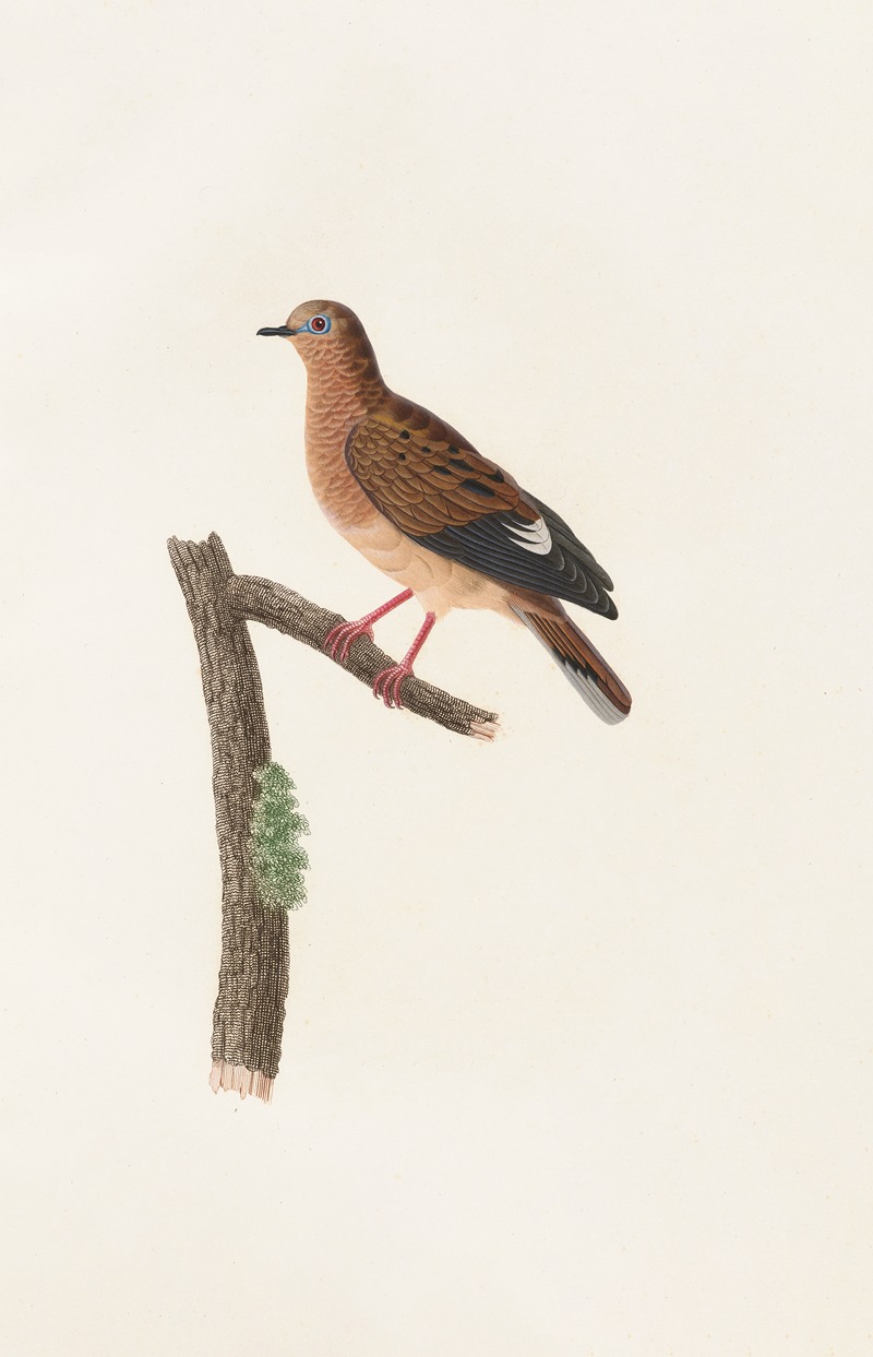 Coenraad Jacob Temminck - Les pigeons Pl.37