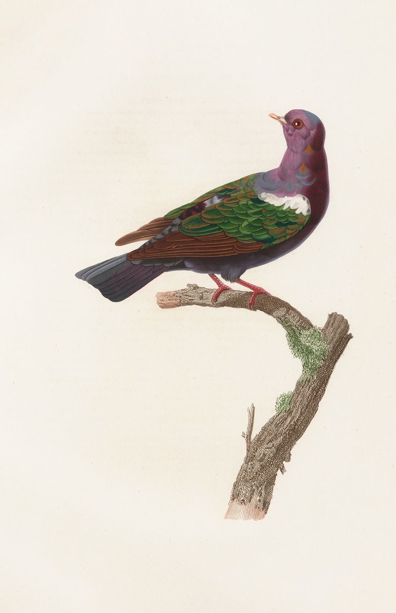 Coenraad Jacob Temminck - Les pigeons Pl.38