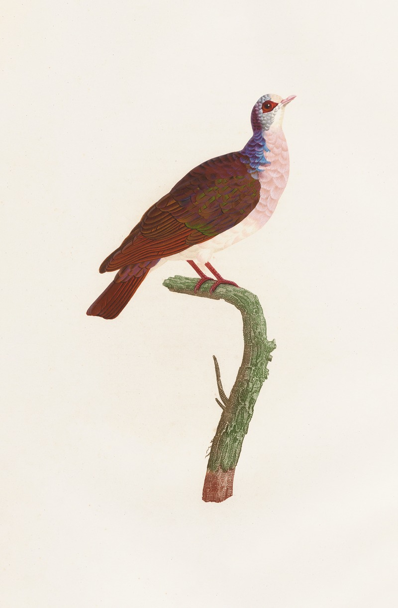 Coenraad Jacob Temminck - Les pigeons Pl.41