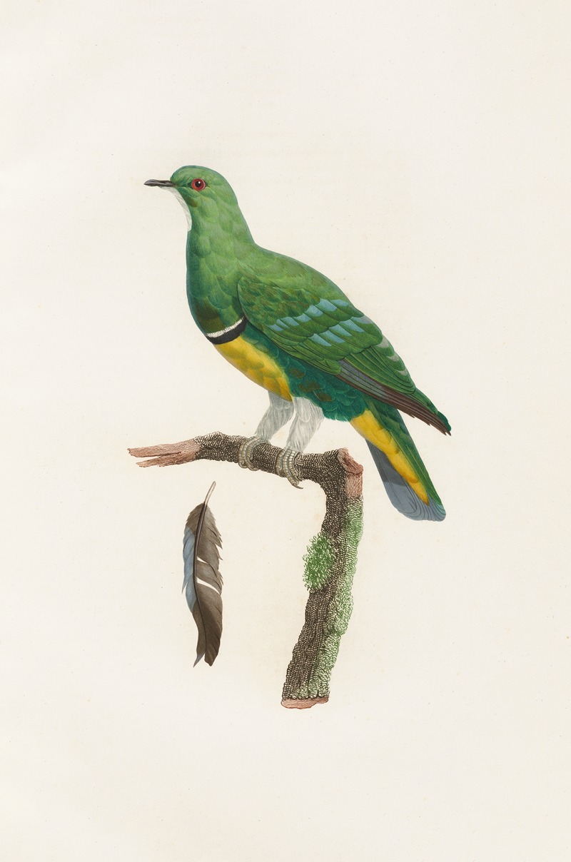 Coenraad Jacob Temminck - Les pigeons Pl.44