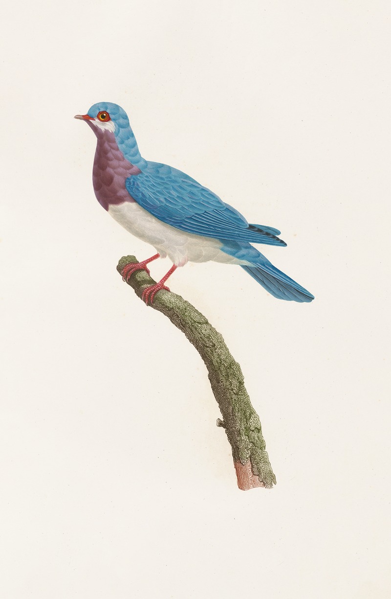 Coenraad Jacob Temminck - Les pigeons Pl.49