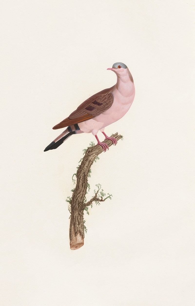 Coenraad Jacob Temminck - Les pigeons Pl.50