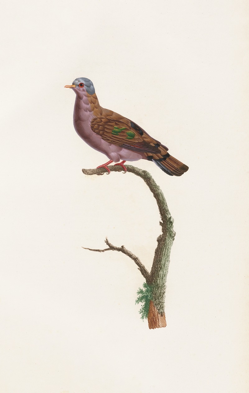 Coenraad Jacob Temminck - Les pigeons Pl.51