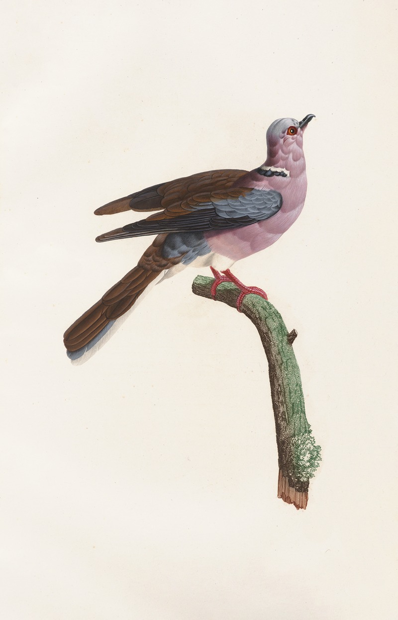Coenraad Jacob Temminck - Les pigeons Pl.52