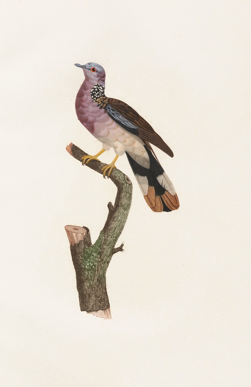 Coenraad Jacob Temminck - Les pigeons Pl.55