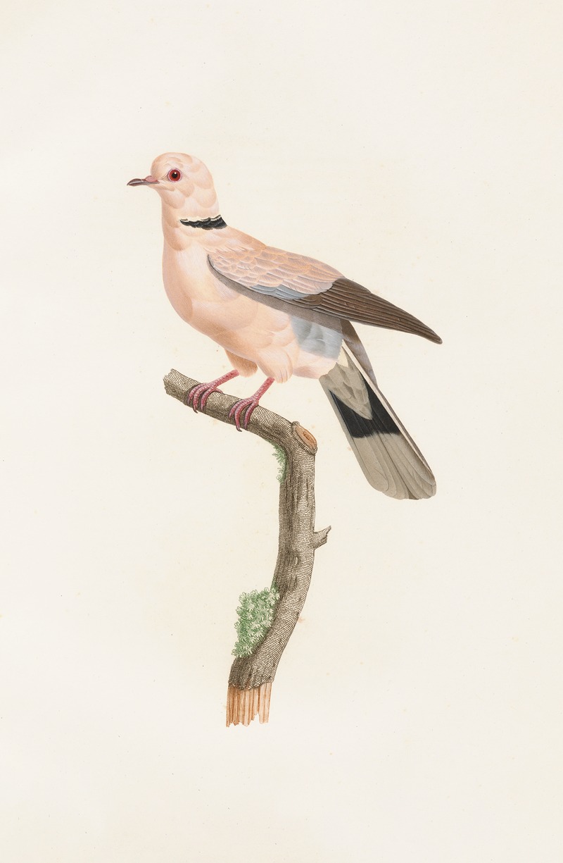 Coenraad Jacob Temminck - Les pigeons Pl.56