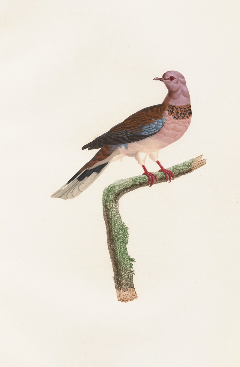 Coenraad Jacob Temminck - Les pigeons Pl.57