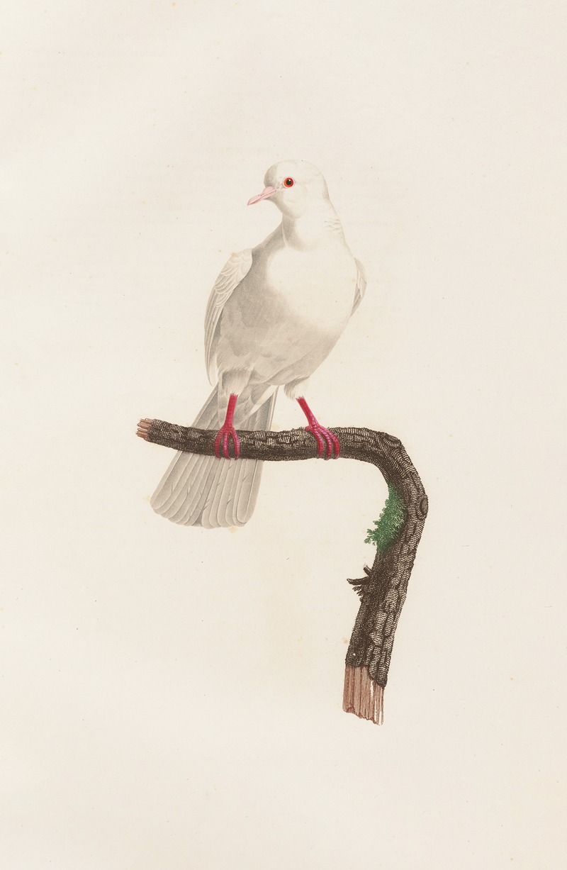 Coenraad Jacob Temminck - Les pigeons Pl.58