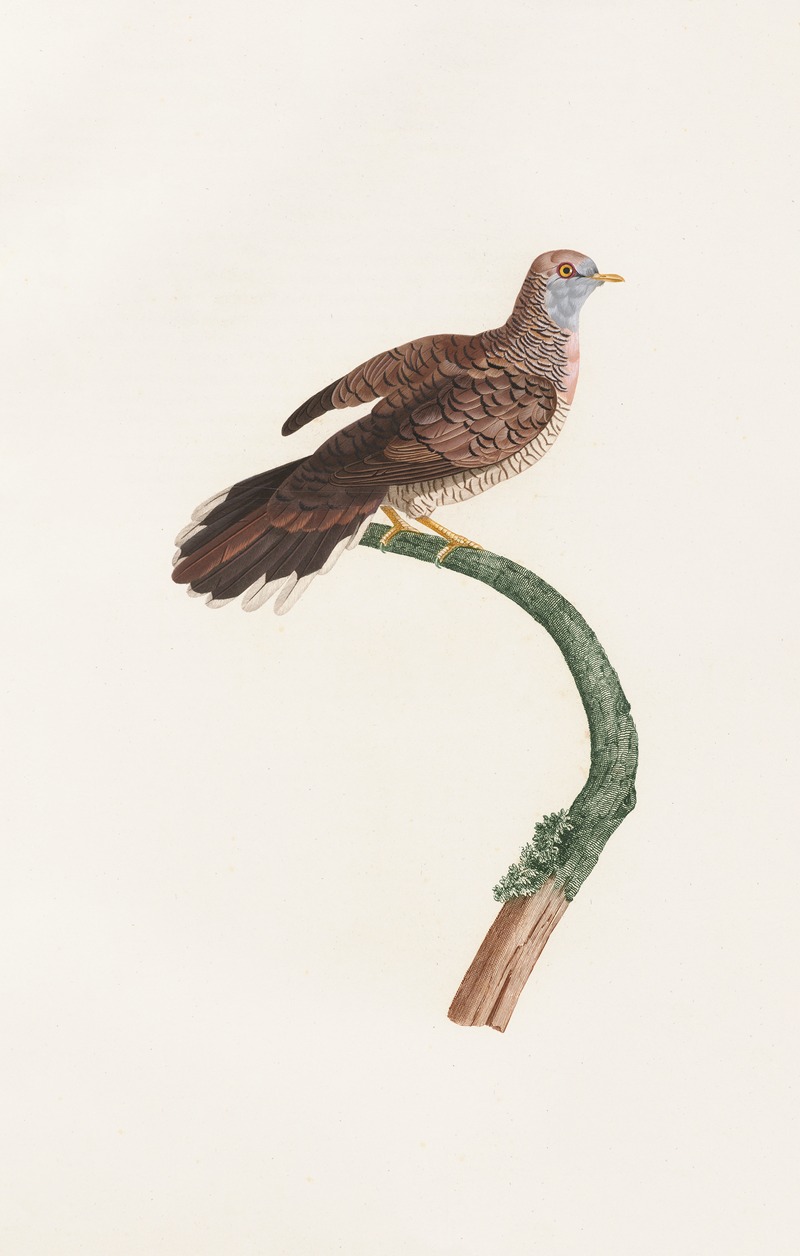 Coenraad Jacob Temminck - Les pigeons Pl.59