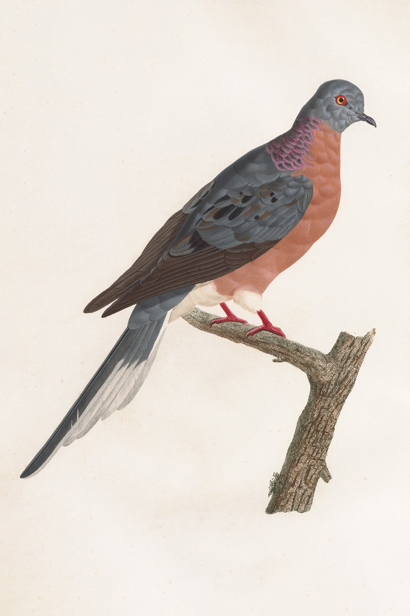 Coenraad Jacob Temminck - Les pigeons Pl.60