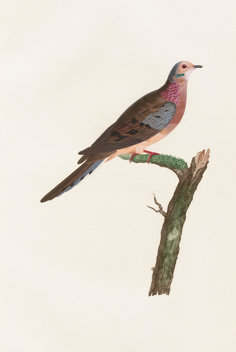 Coenraad Jacob Temminck - Les pigeons Pl.62