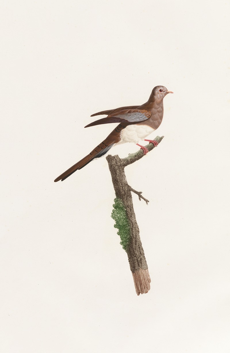 Coenraad Jacob Temminck - Les pigeons Pl.65