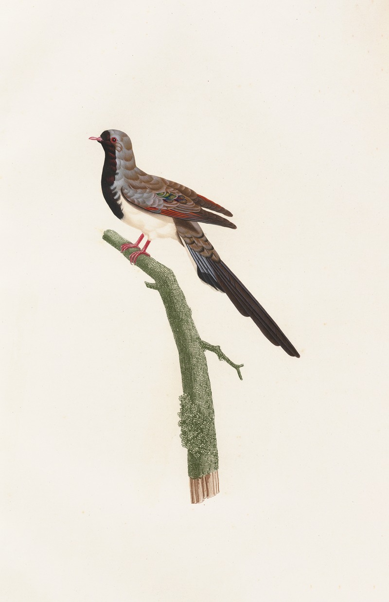 Coenraad Jacob Temminck - Les pigeons Pl.66