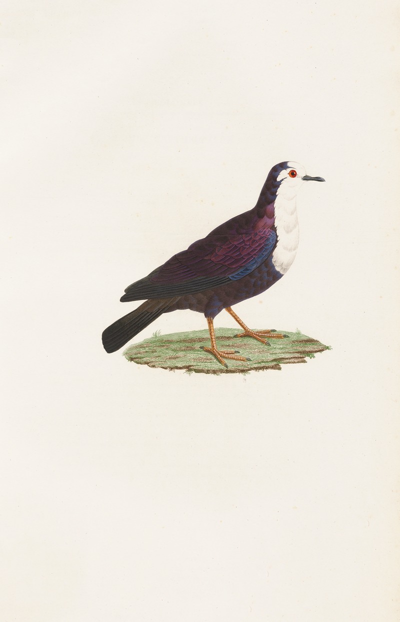 Coenraad Jacob Temminck - Les pigeons Pl.67