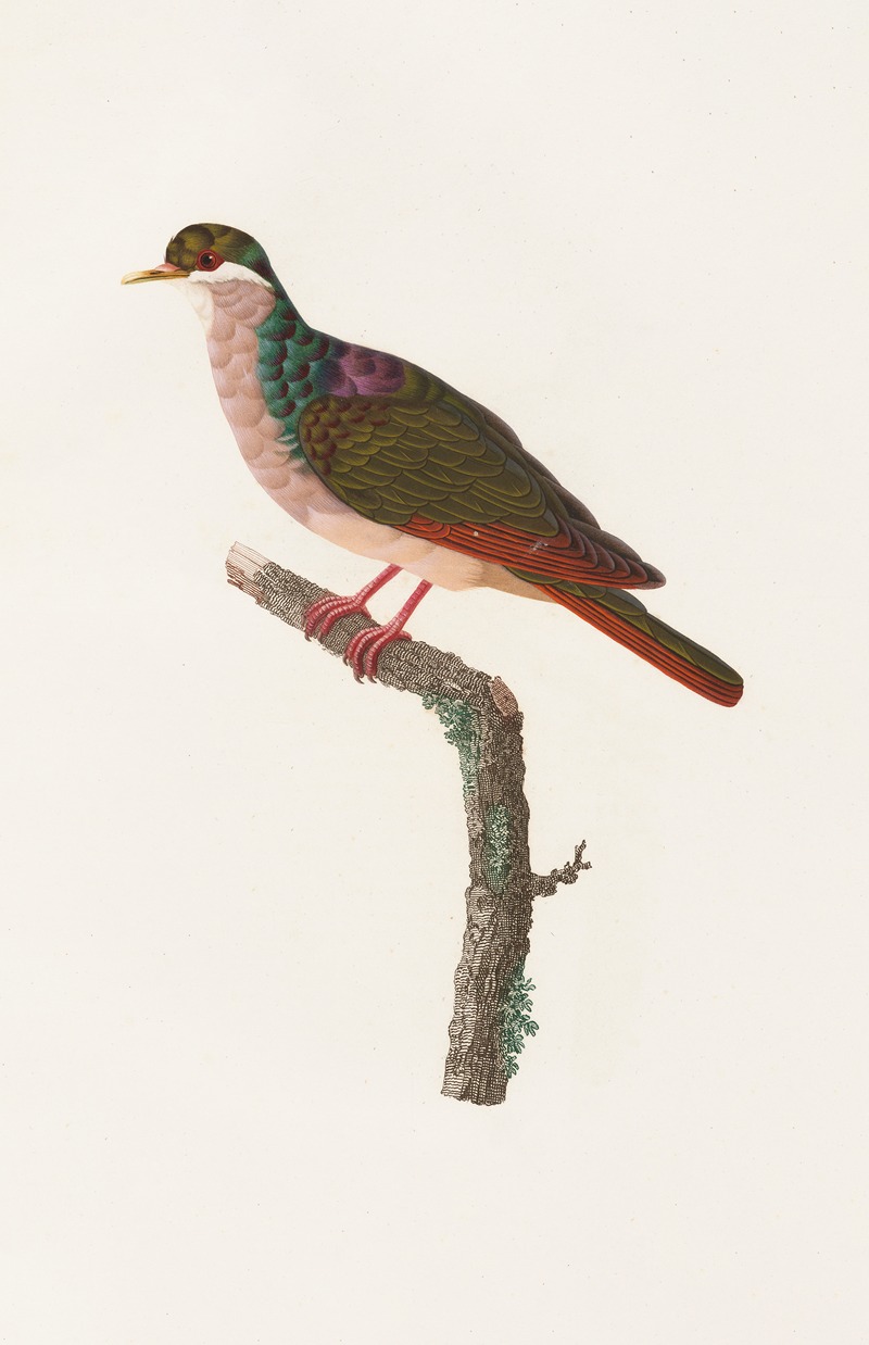 Coenraad Jacob Temminck - Les pigeons Pl.68