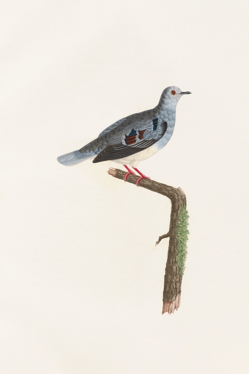 Coenraad Jacob Temminck - Les pigeons Pl.69