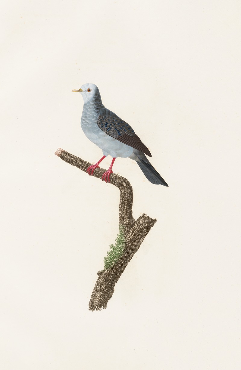Coenraad Jacob Temminck - Les pigeons Pl.70