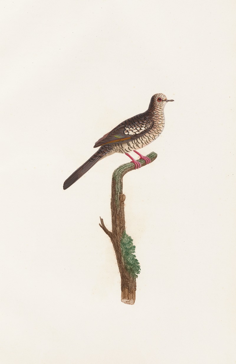 Coenraad Jacob Temminck - Les pigeons Pl.71