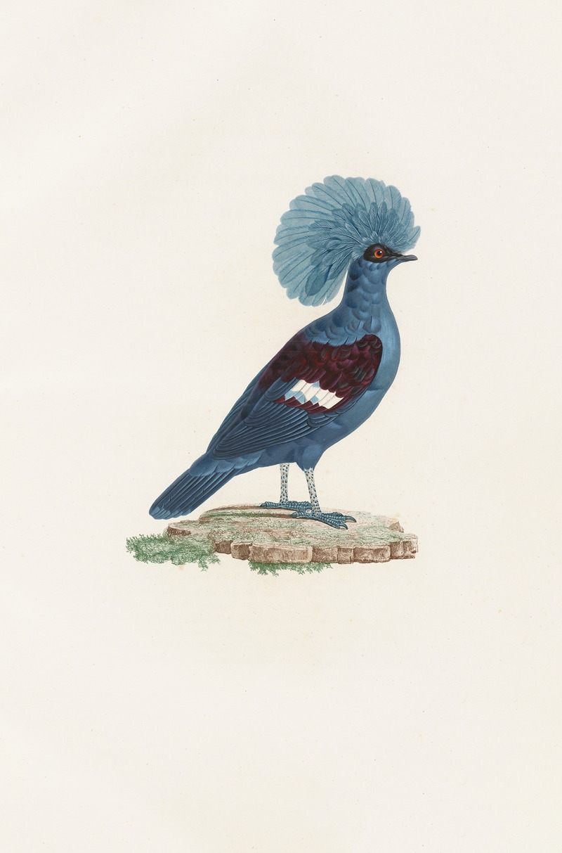 Coenraad Jacob Temminck - Les pigeons Pl.72