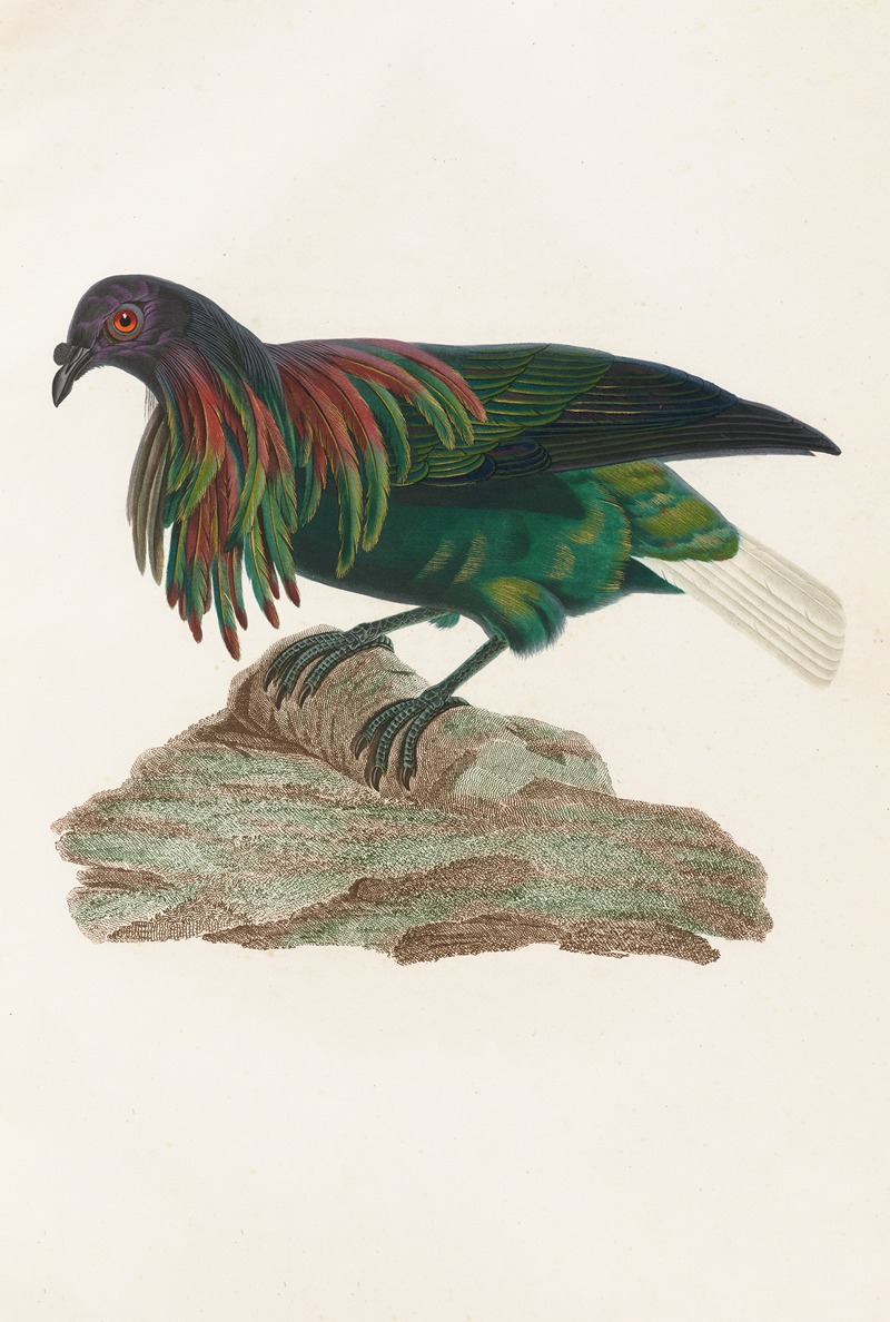 Coenraad Jacob Temminck - Les pigeons Pl.73