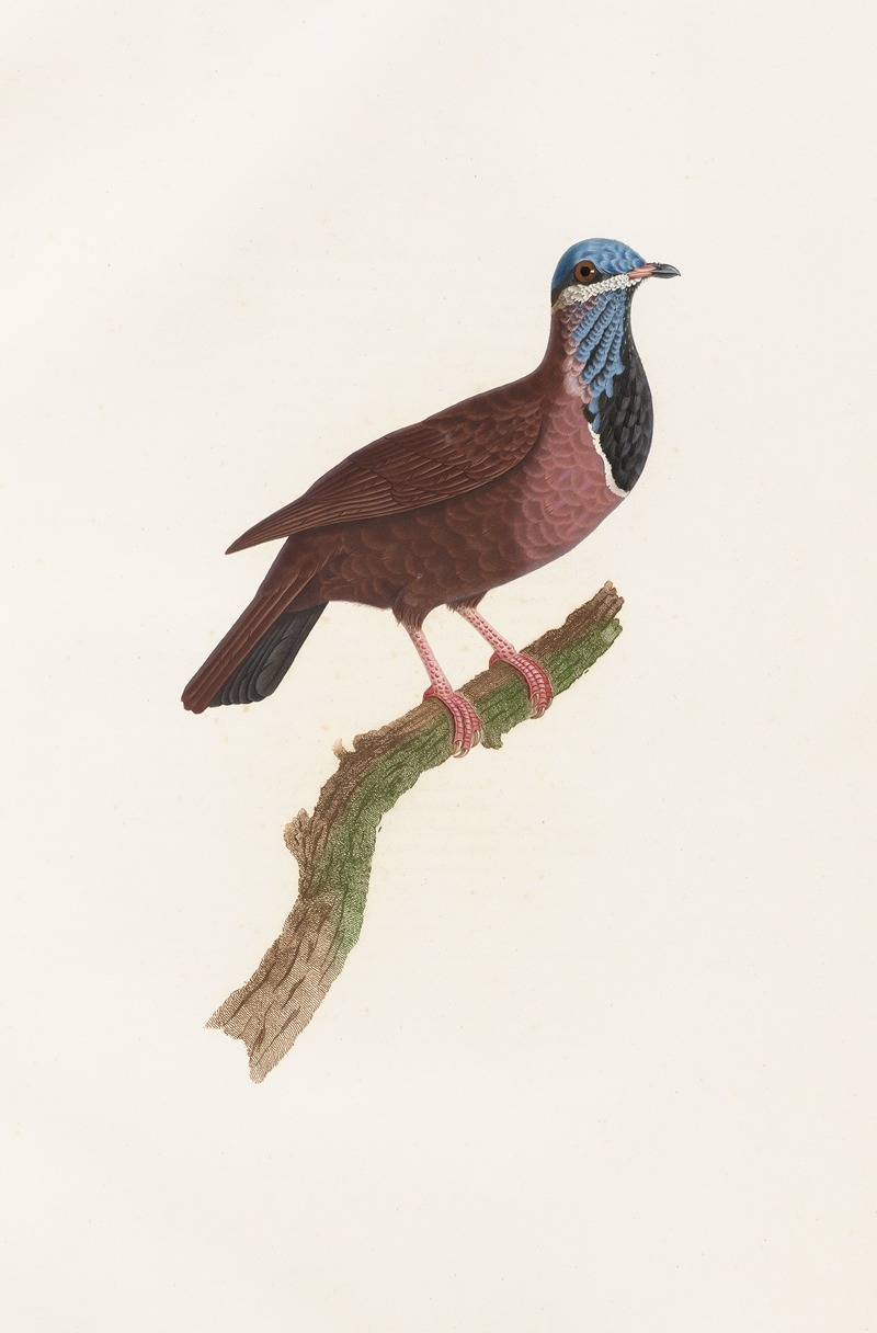 Coenraad Jacob Temminck - Les pigeons Pl.74