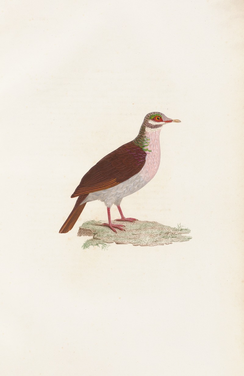 Coenraad Jacob Temminck - Les pigeons Pl.75