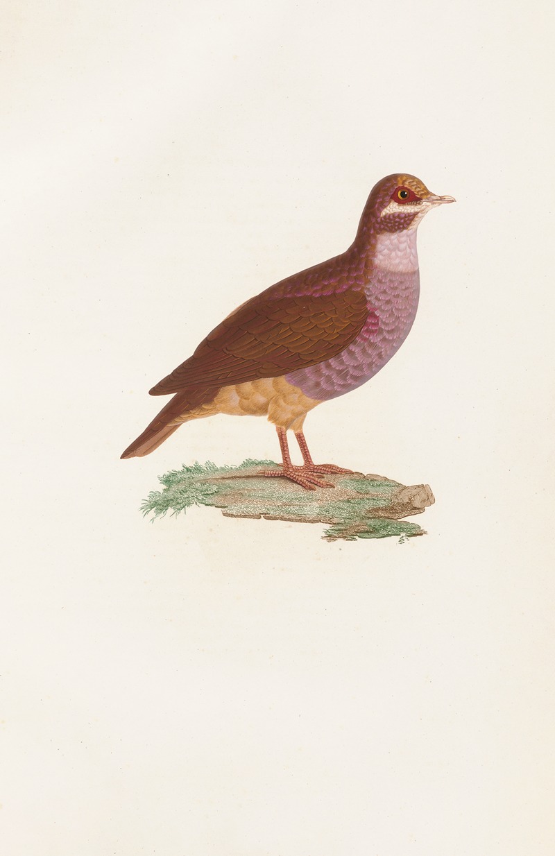 Coenraad Jacob Temminck - Les pigeons Pl.76