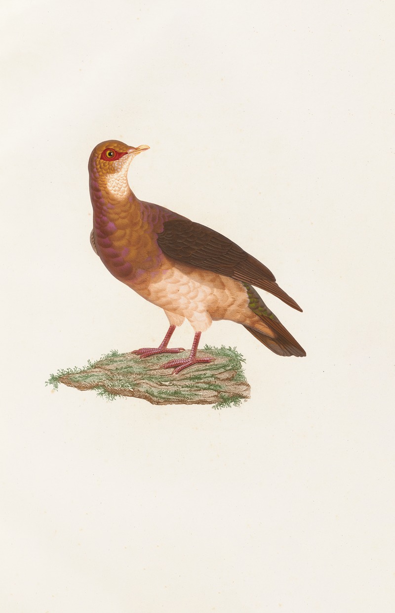 Coenraad Jacob Temminck - Les pigeons Pl.77