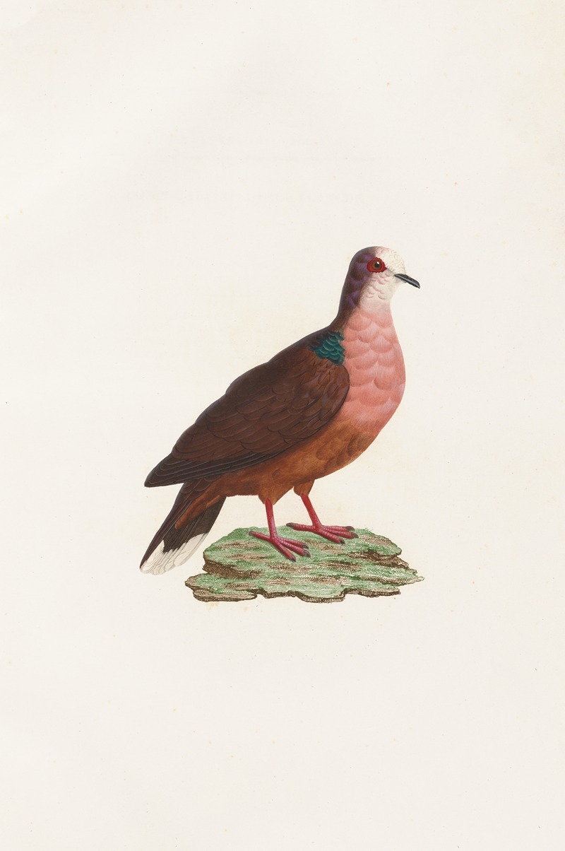 Coenraad Jacob Temminck - Les pigeons Pl.78