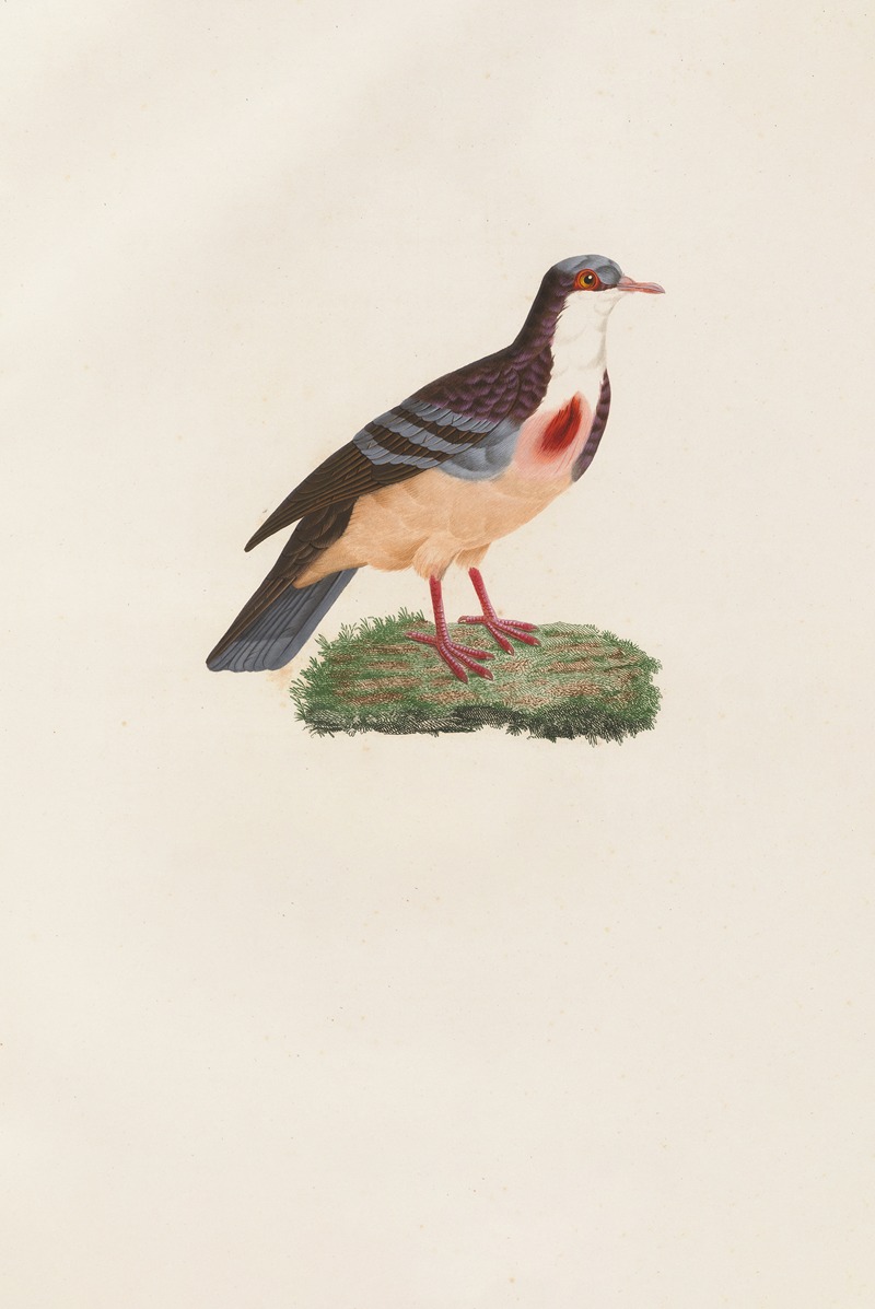 Coenraad Jacob Temminck - Les pigeons Pl.79